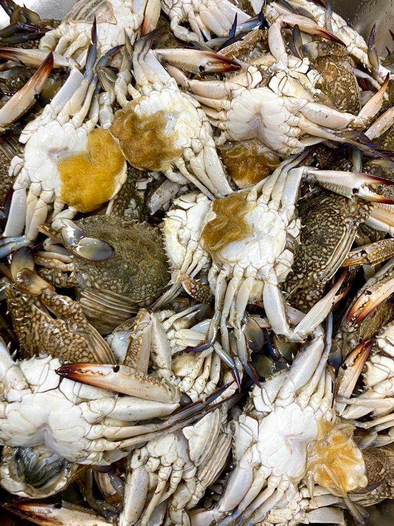 Wild female Crab | كابوريا نتي  بحر احمر