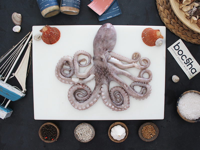 Wild Mediterranean Octopus | أخطبوط بحر ابيض حر